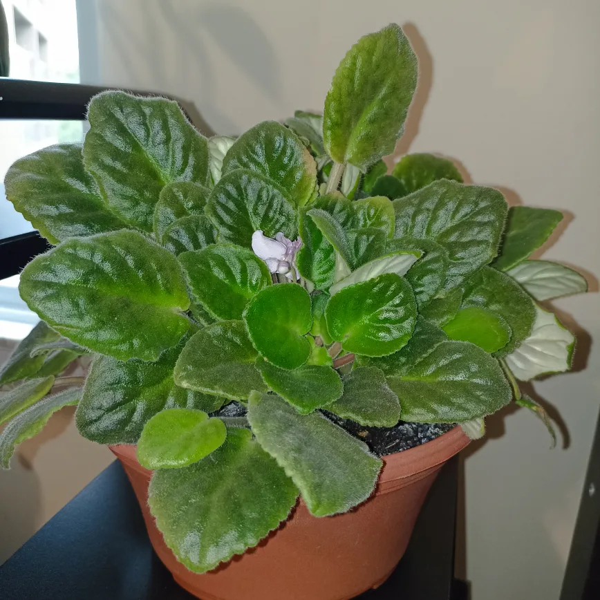 ❤‍🔥SALE❤‍🔥 African Violet Plant thumbnail