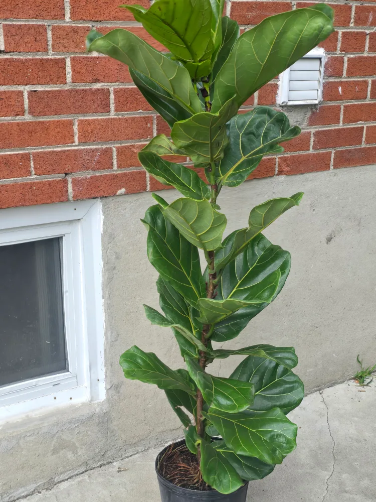 Fiddle Leaf Fig Tree thumbnail