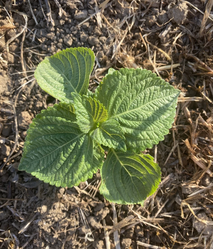 Free perilla seedlings 🇨🇦