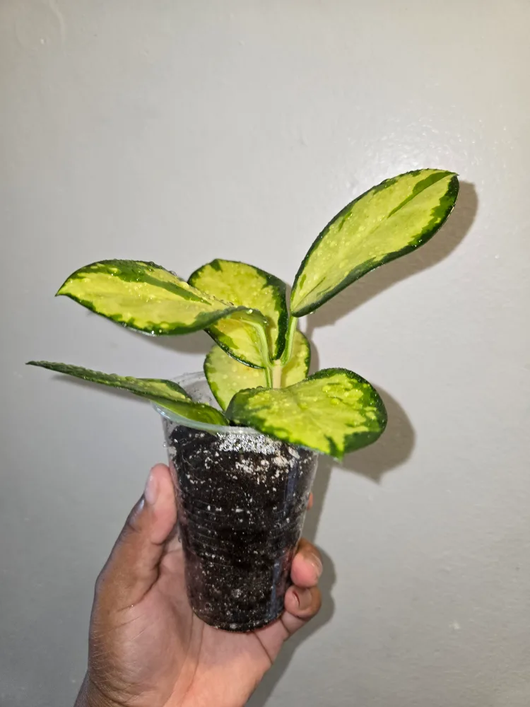 Small >>Hoya AUSTRALIS LISA IN SOIL✨️🌿🌸ROOTED image indicator(7)