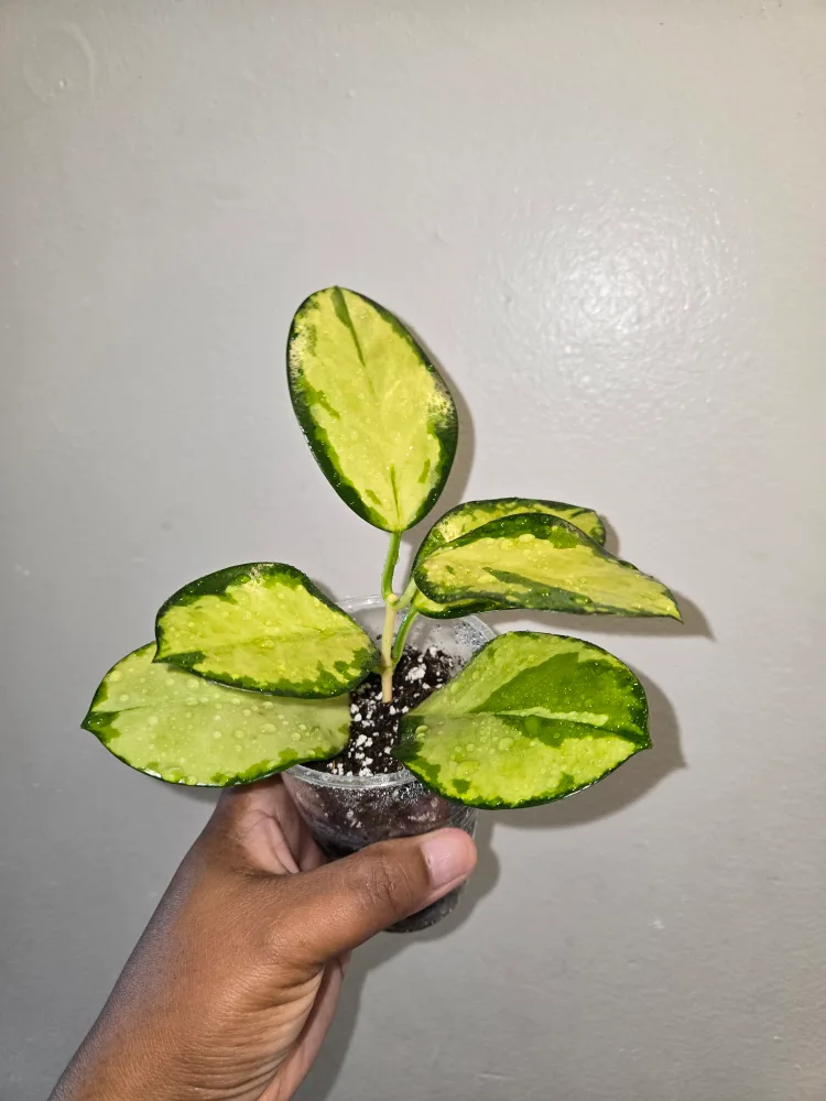Small >>Hoya AUSTRALIS LISA IN SOIL✨️���🌿🌸ROOTED image indicator(8)