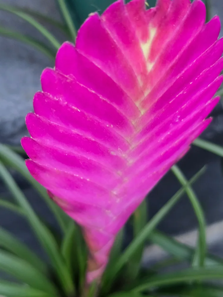 Pink Quill Plant thumbnail