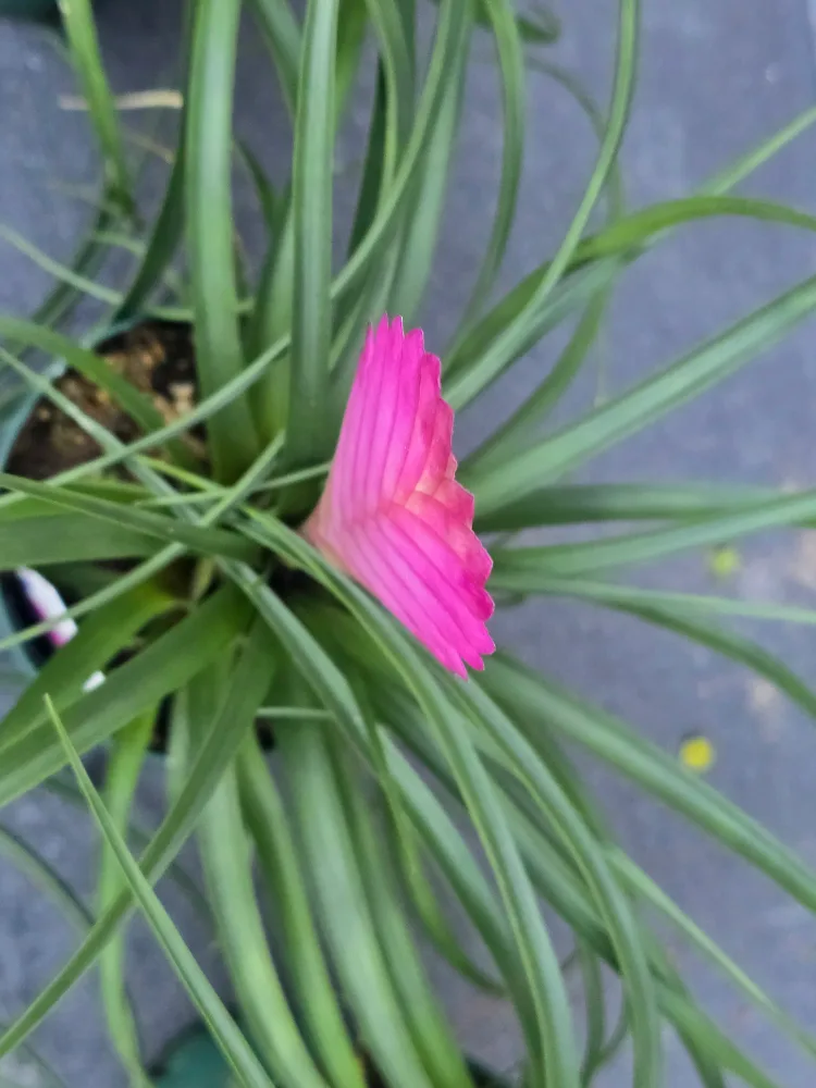Pink Quill Plant image indicator(4)