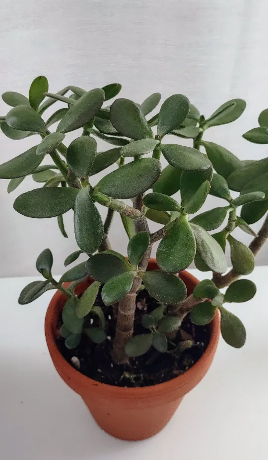 Jade Plant in Terracotta Pot (with pot 16inch total length) thumbnail