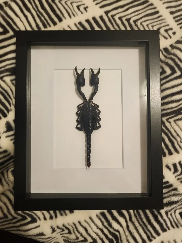 Framed Scorpion Display Scorpion taxidermy thumbnail