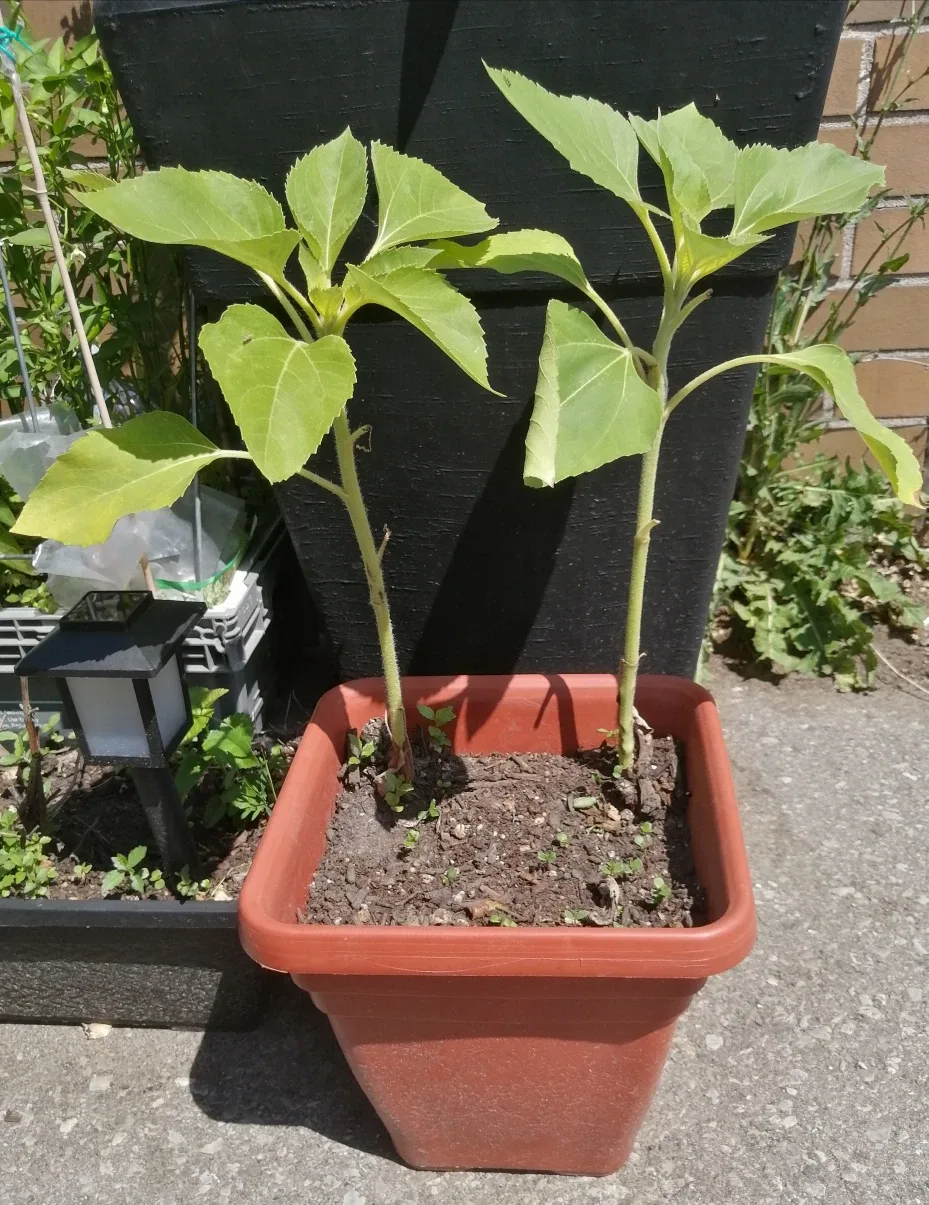 Young Sunflower Plants thumbnail