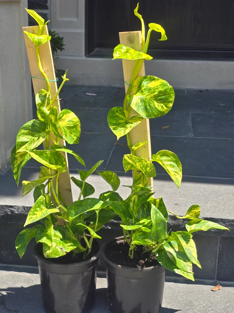 Hawaiian pothos totem thumbnail