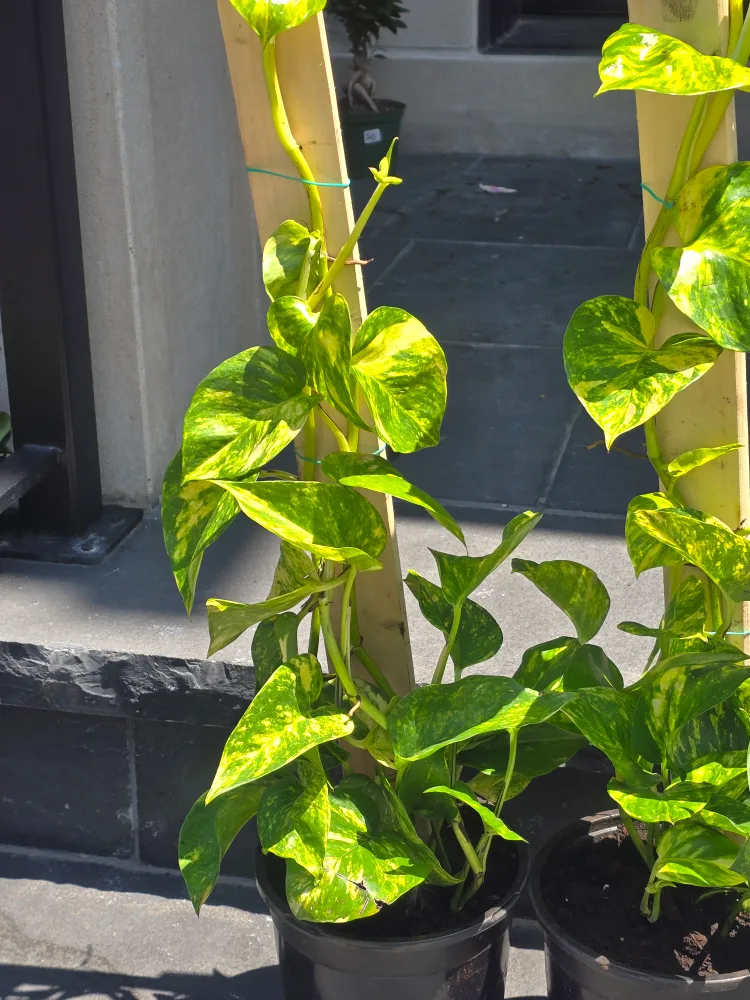 Hawaiian pothos totem image indicator(2)