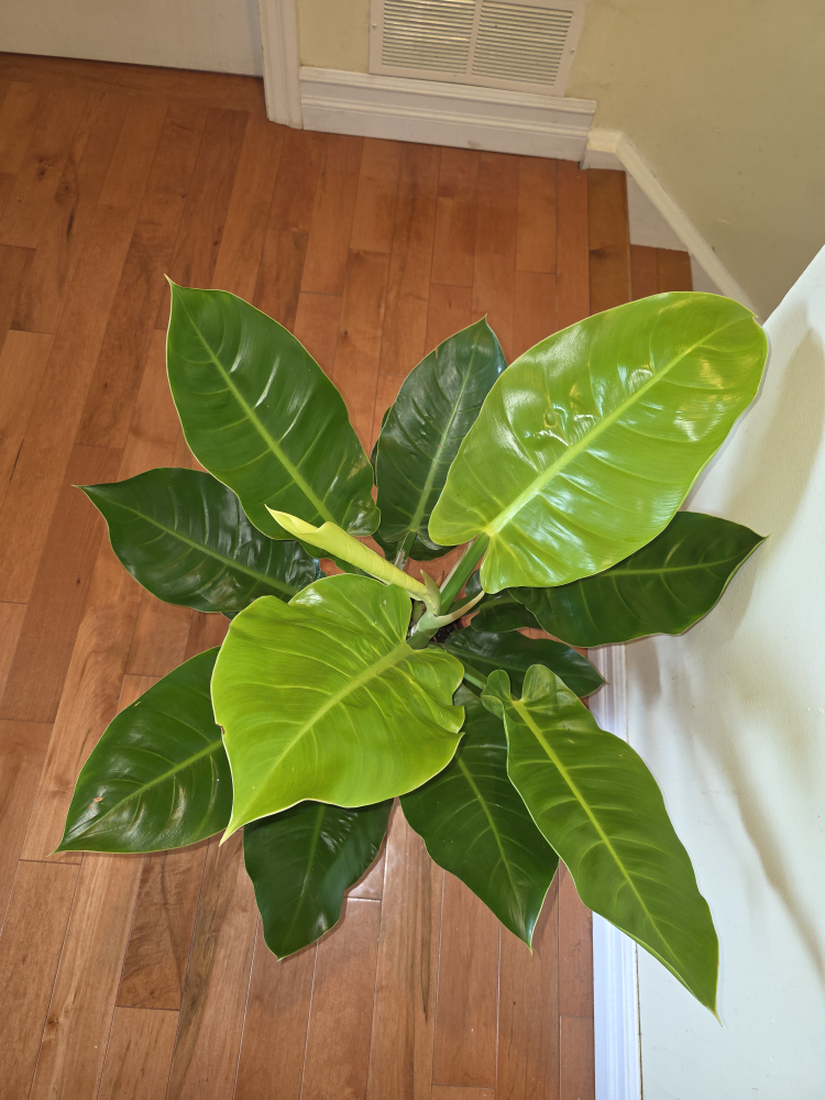 Philodendron Plant