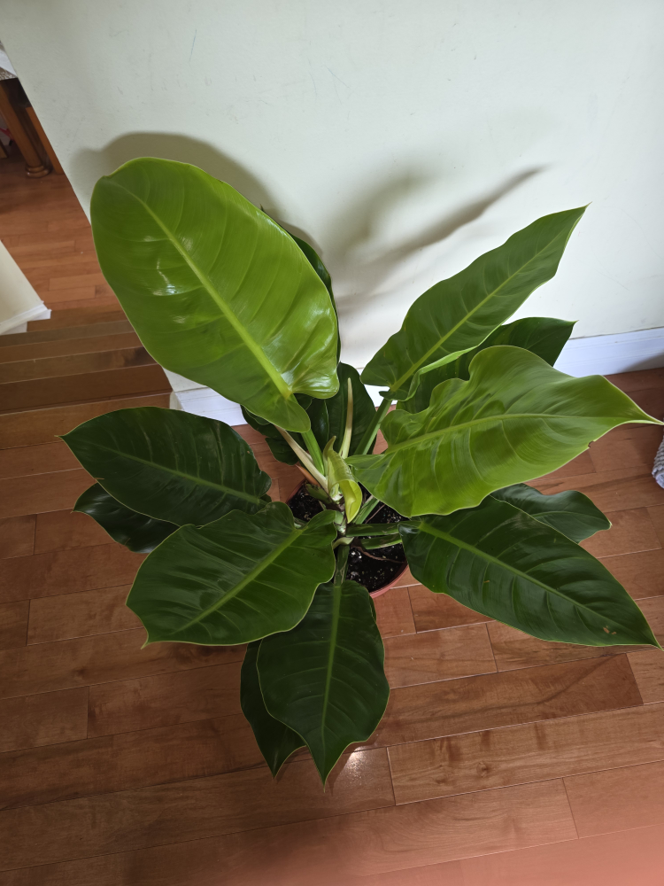 Philodendron Plant - photo 3