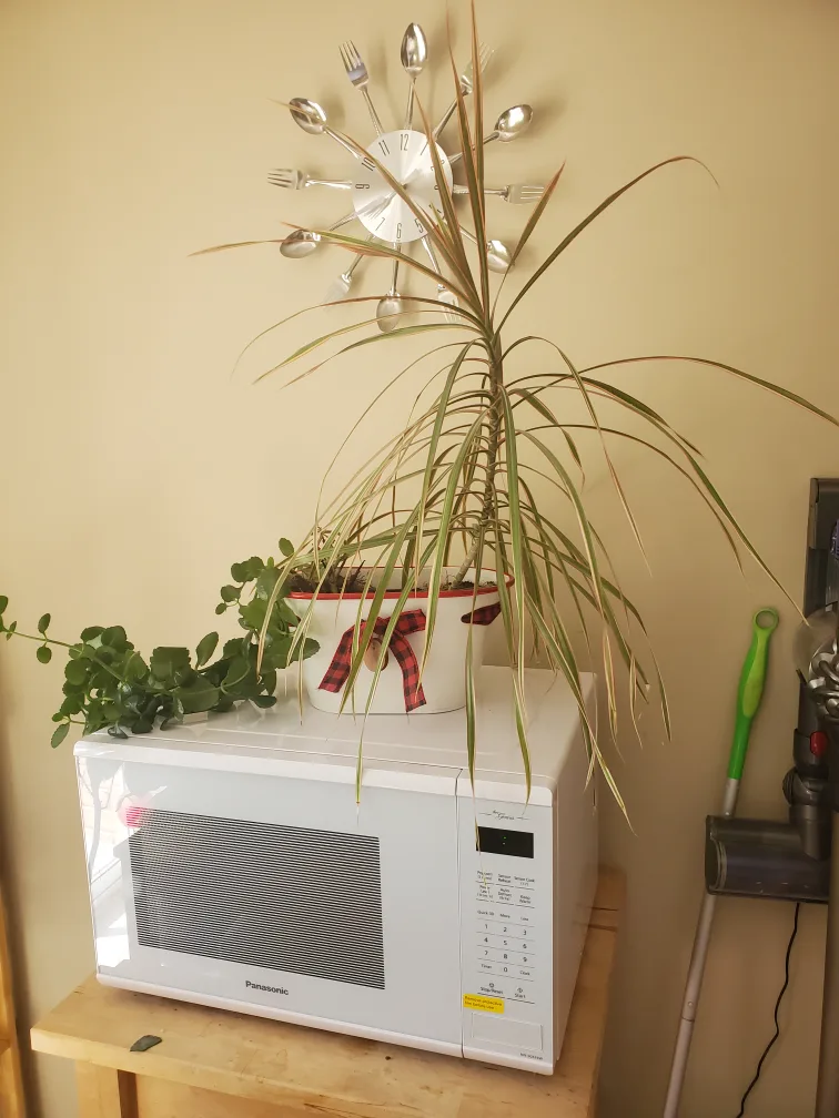 FREE Planter w/ White Kalanchoe & Madagascar Dragon tree thumbnail