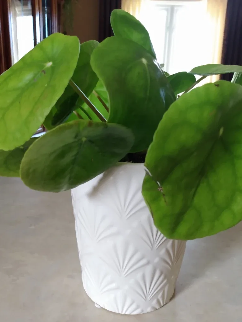Live Healthy Pilea peperomioides House Plant / White Ceramic Pot thumbnail
