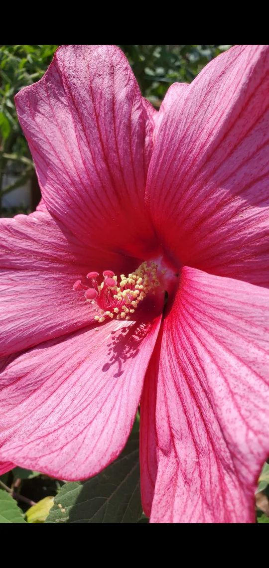 Hibiscus moscheutos image indicator(3)