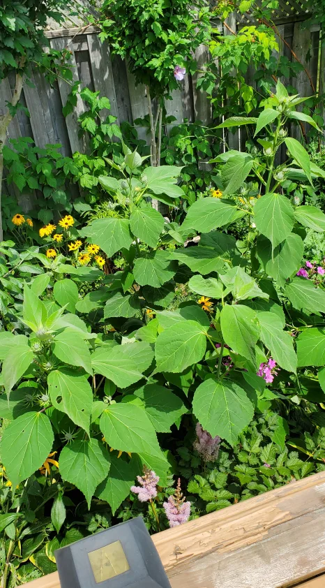 Hibiscus moscheutos image indicator(4)