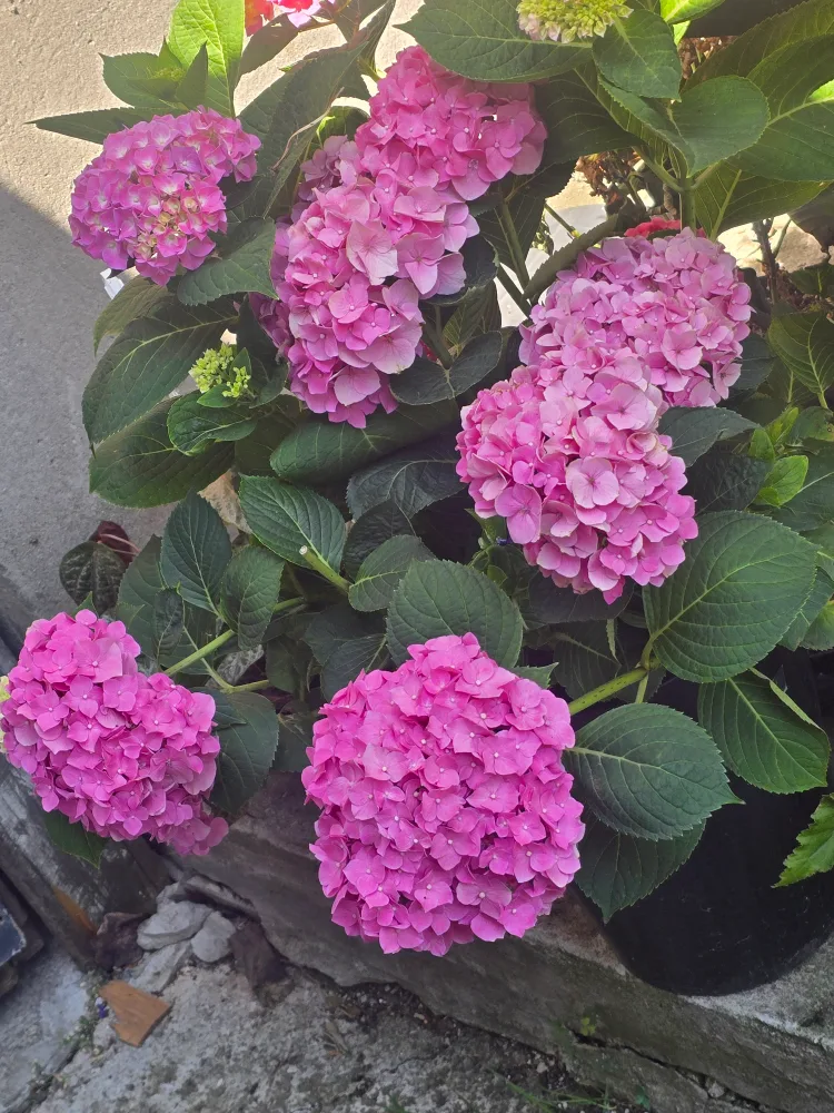 hydrangea 2gallon Proven winner  pot thumbnail