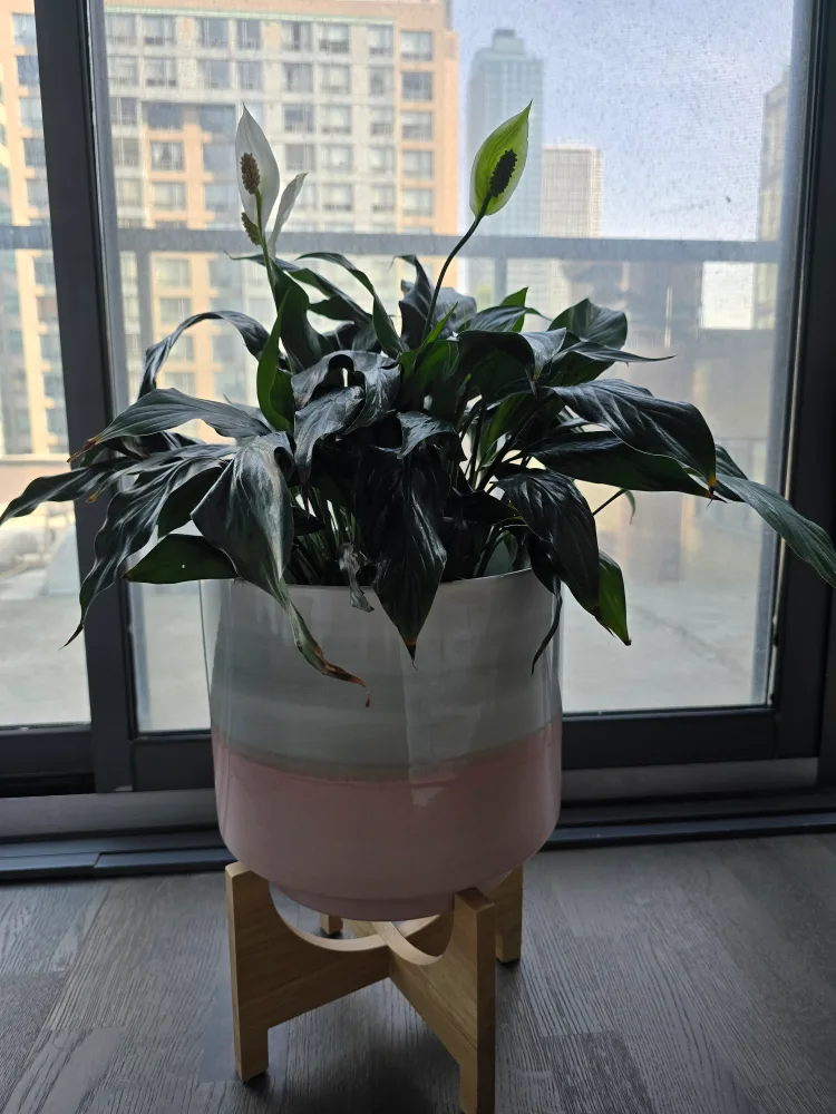 Potted Peace Lily Plant thumbnail