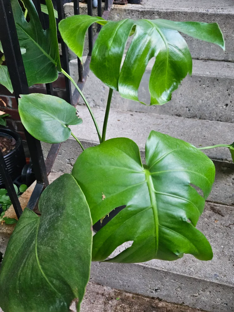 🍁Monstera Plant🇨🇦 thumbnail