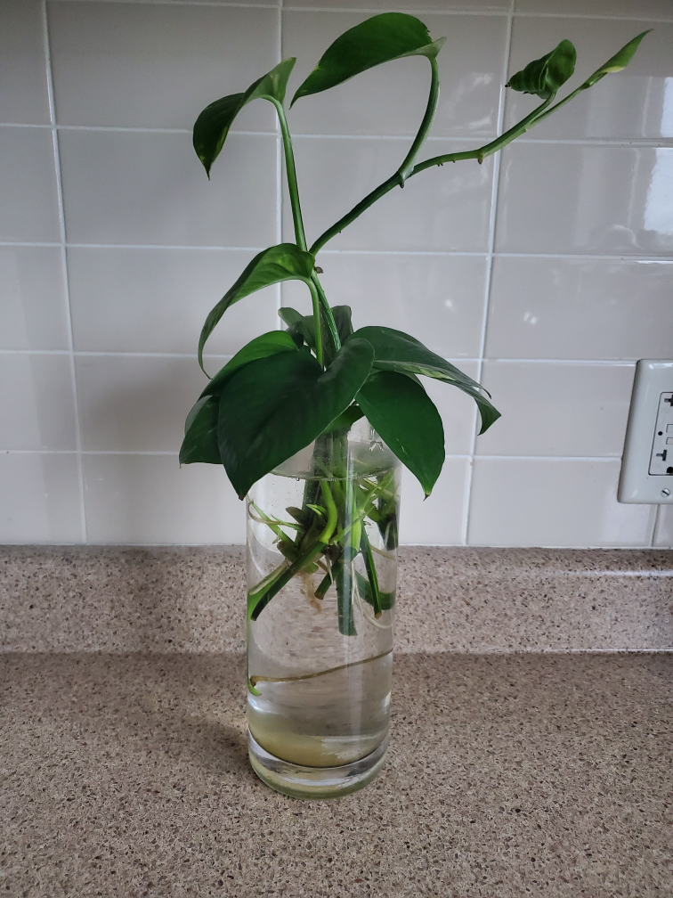 Potted Golden Pothos Plant - photo 5