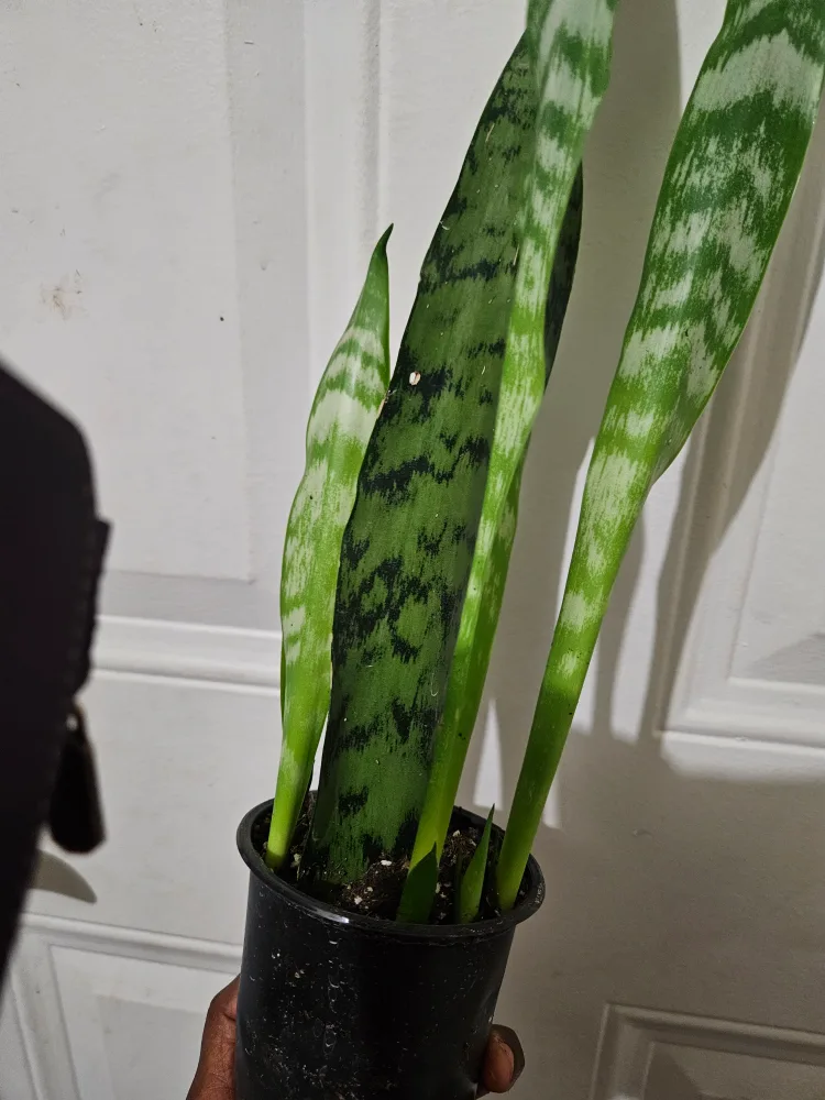 🇨🇦Snake Plant🇨🇦 image indicator(2)