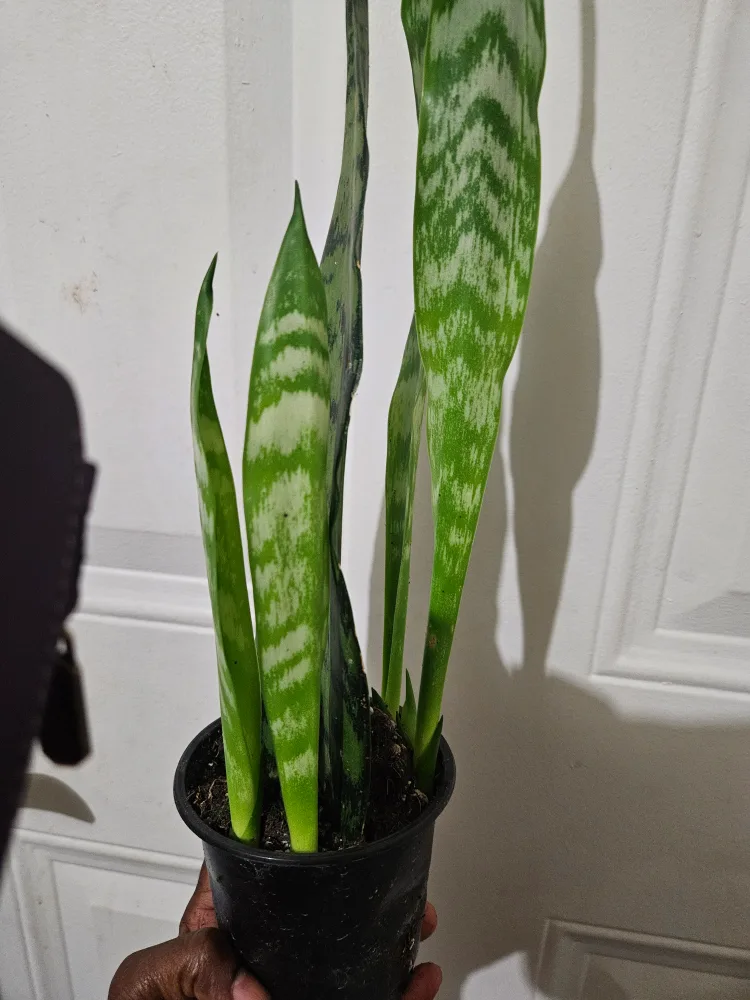 🇨🇦Snake Plant🇨🇦 image indicator(3)