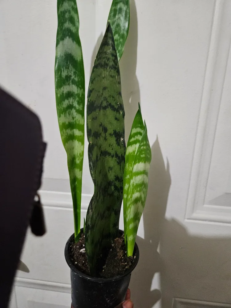 🇨🇦Snake Plant🇨🇦 image indicator(4)