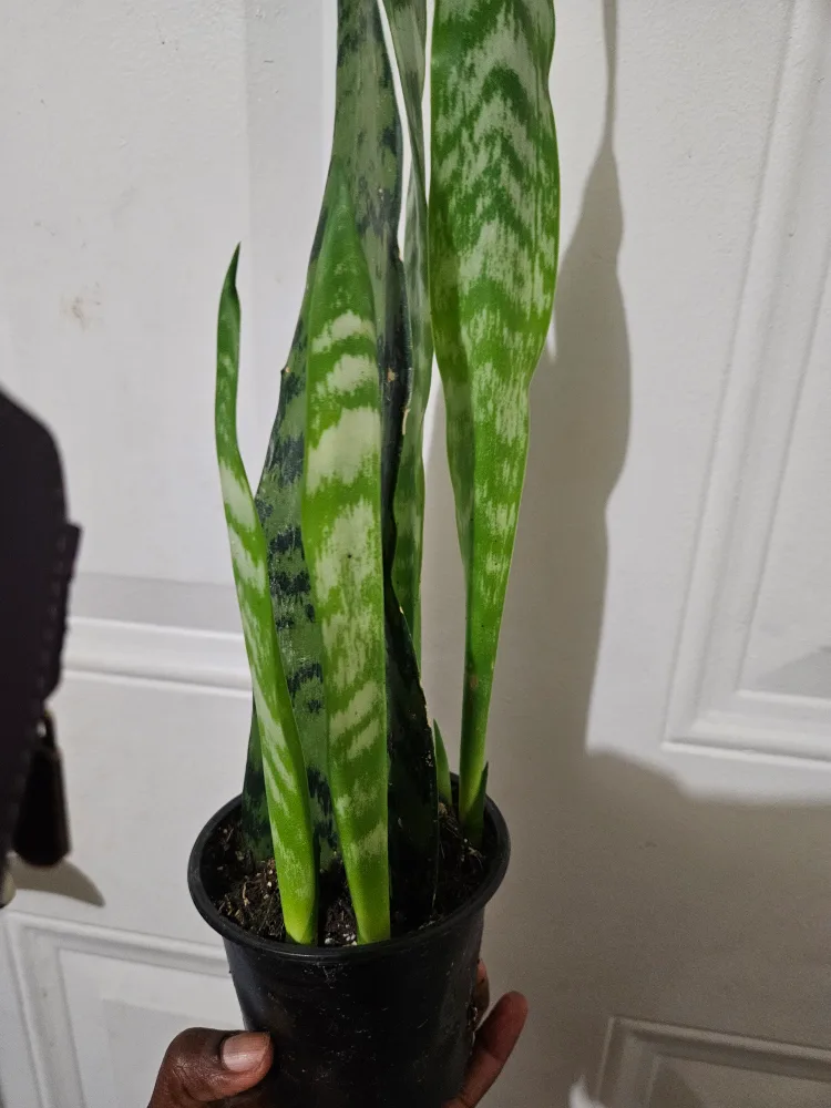 🇨🇦Snake Plant🇨🇦 image indicator(5)