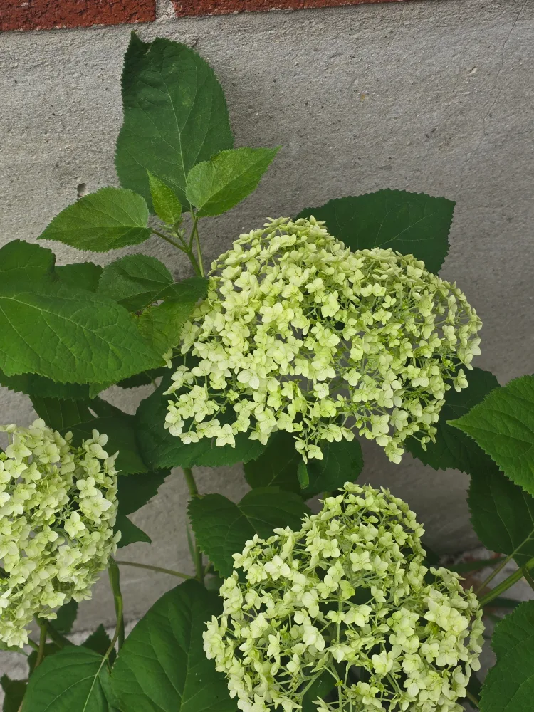 Annabelle hydrangea 2 gallon pot thumbnail