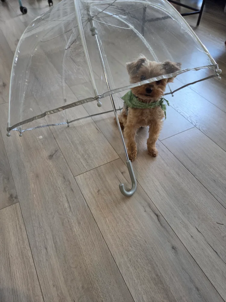 Clear Bubble Umbrella thumbnail