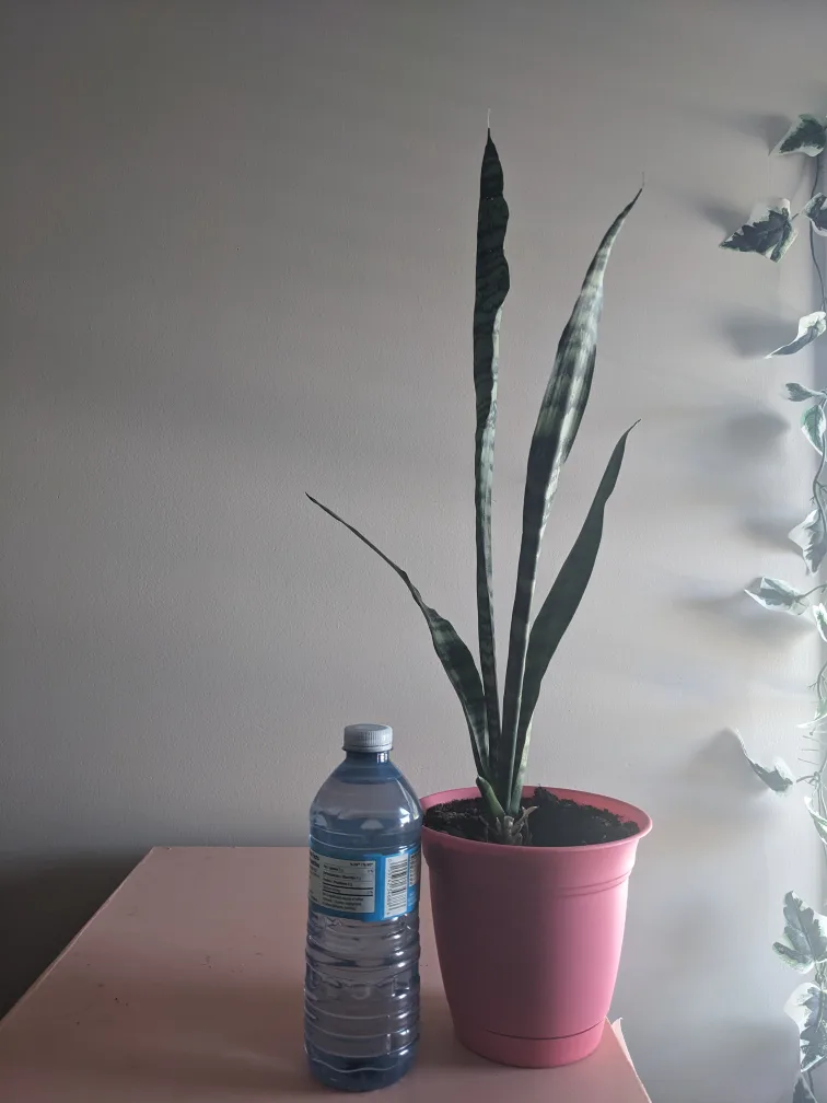 5 Snake Plants ($10-15) thumbnail