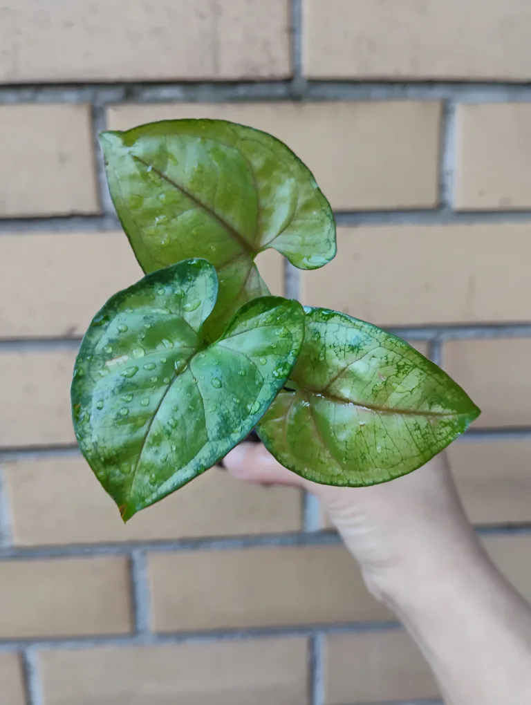Syngonium Podophyllum Tricolour Plant thumbnail