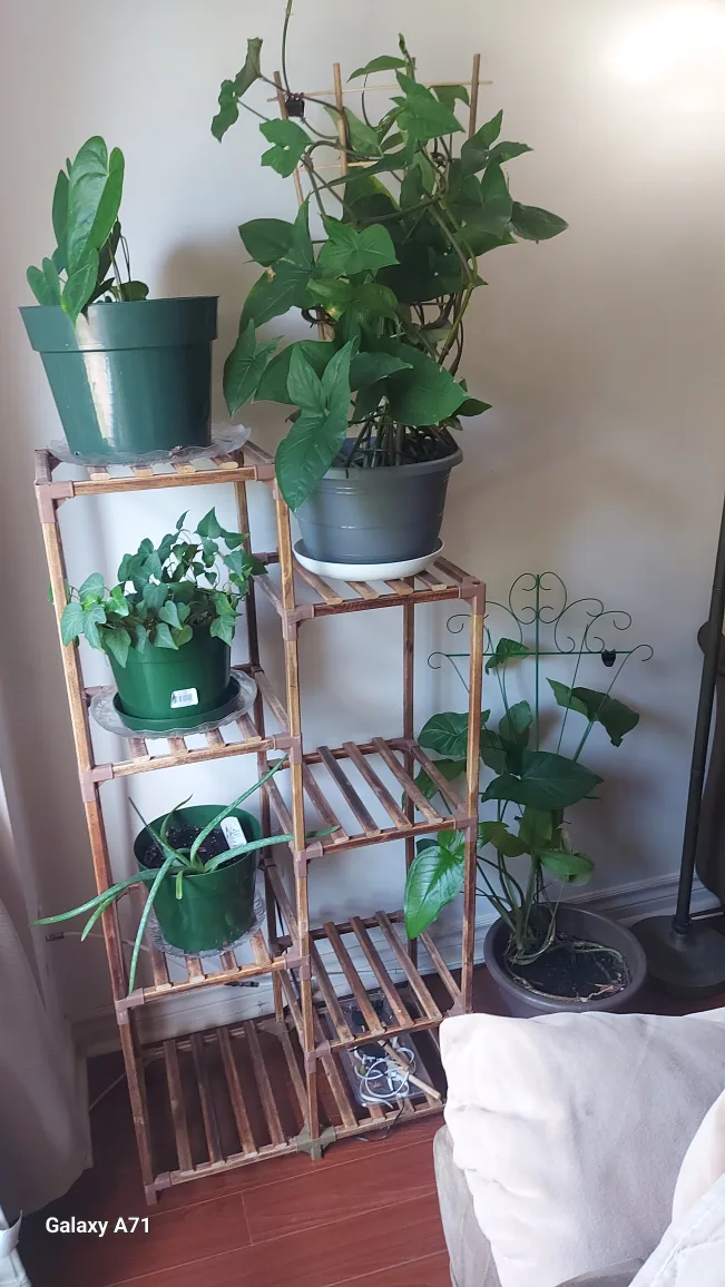 Wooden Plant Stand - 4 Tier thumbnail