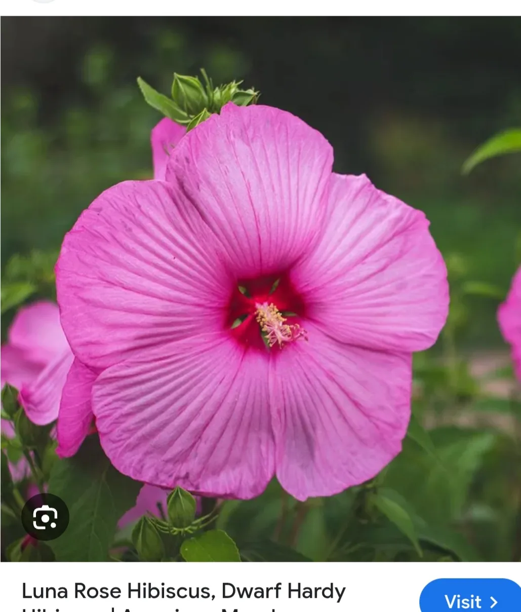 Luna Rose Hibiscus perennial thumbnail