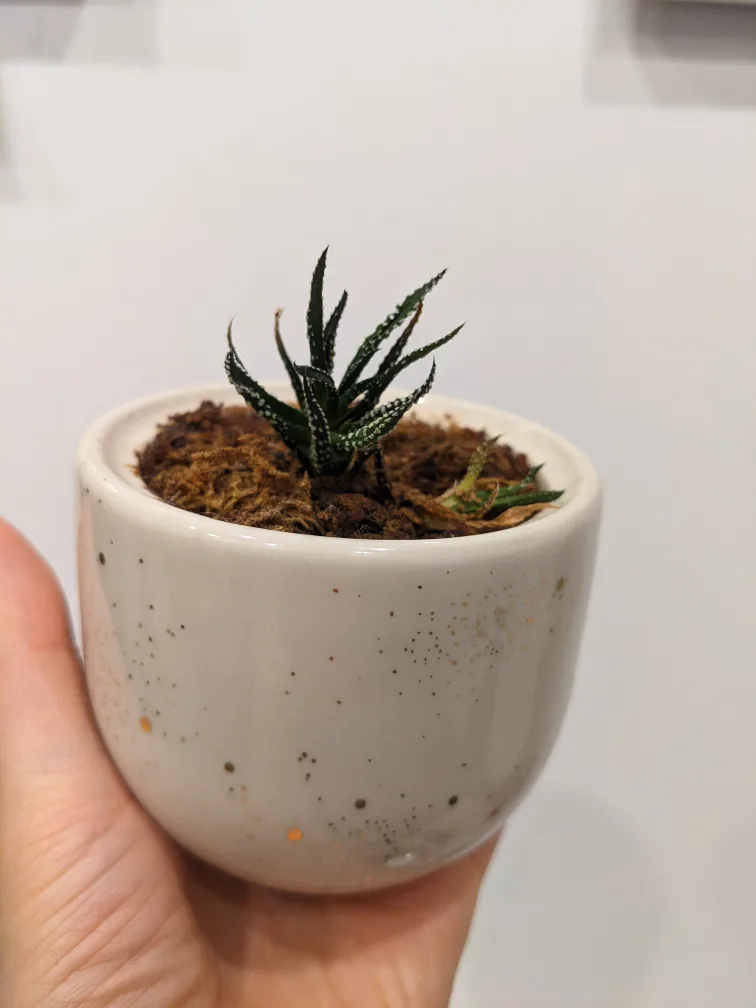Small Haworthia Plant with Pot 🧡 thumbnail