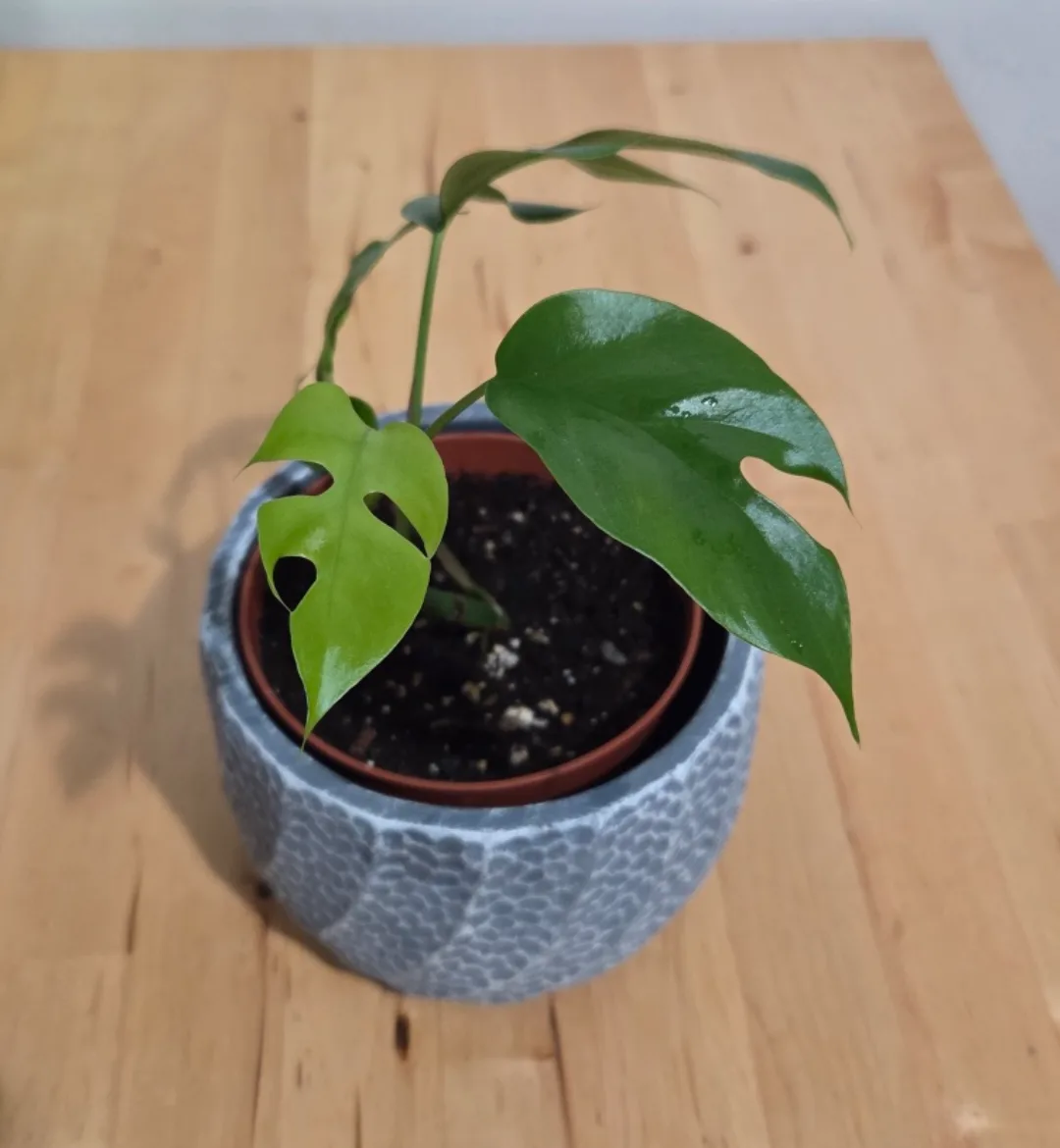 Monstera Minima Plant 🪴 thumbnail