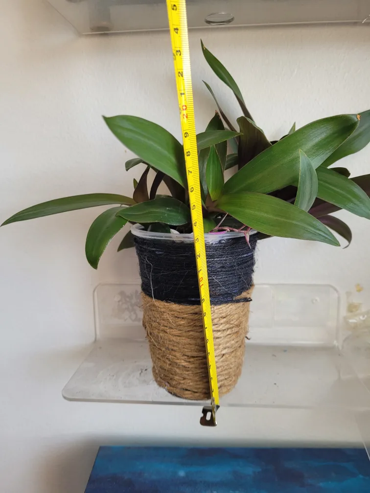 Tradescantia Plant in Handmade Pot 🥕 image indicator(5)