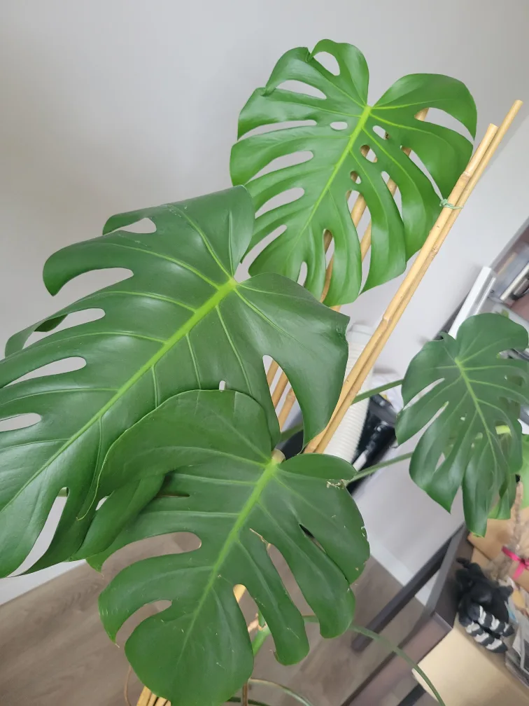 Large Monstera Plant thumbnail