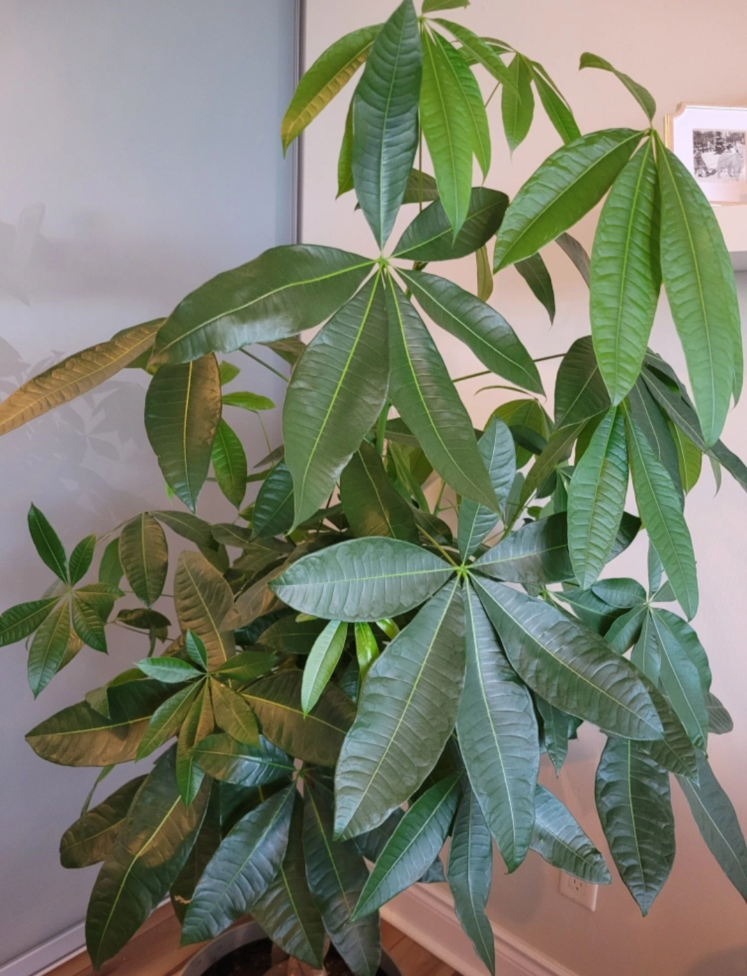 Large,  healthy Pachira
