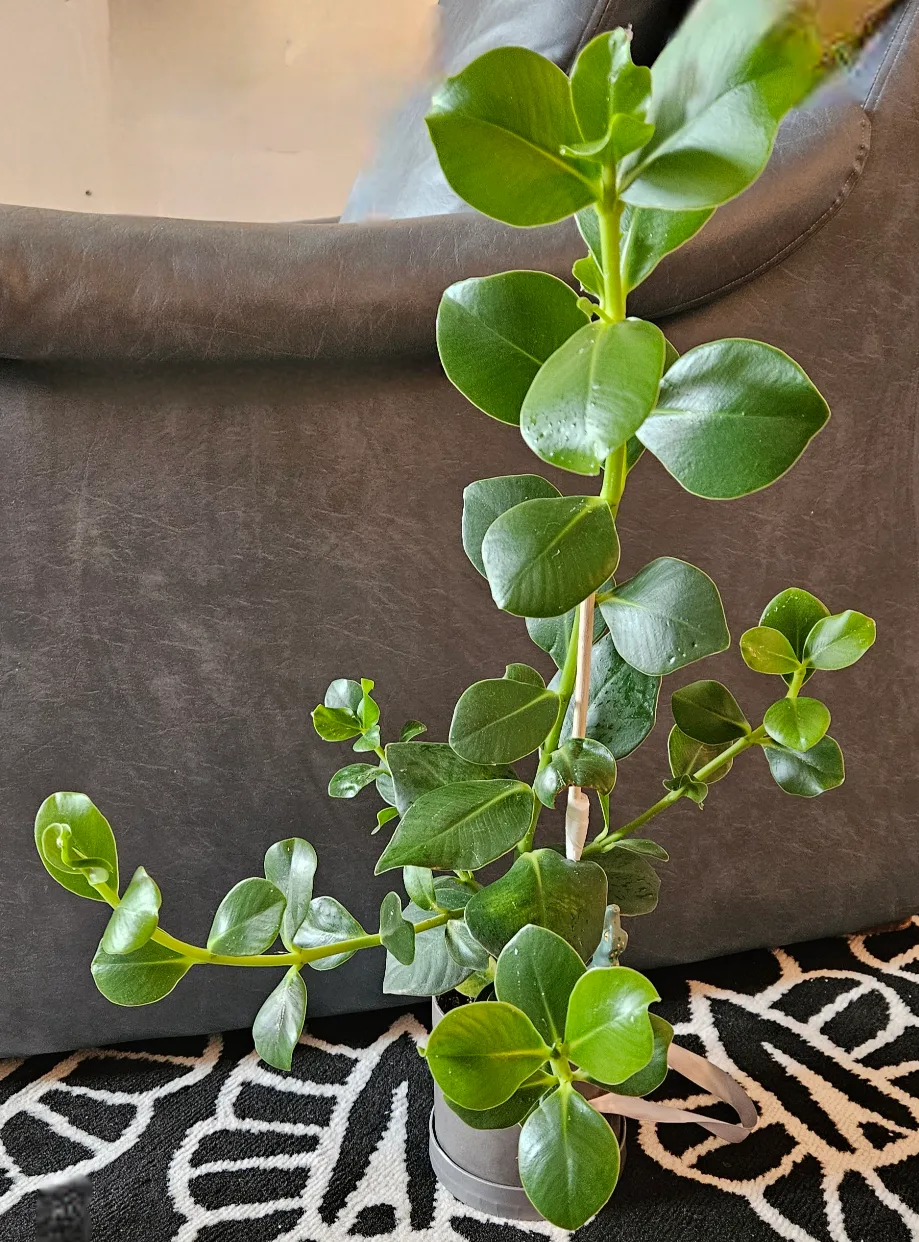 Breathe Better Clusia Rosea 'Princess' Plant 🍁🇨🇦 thumbnail