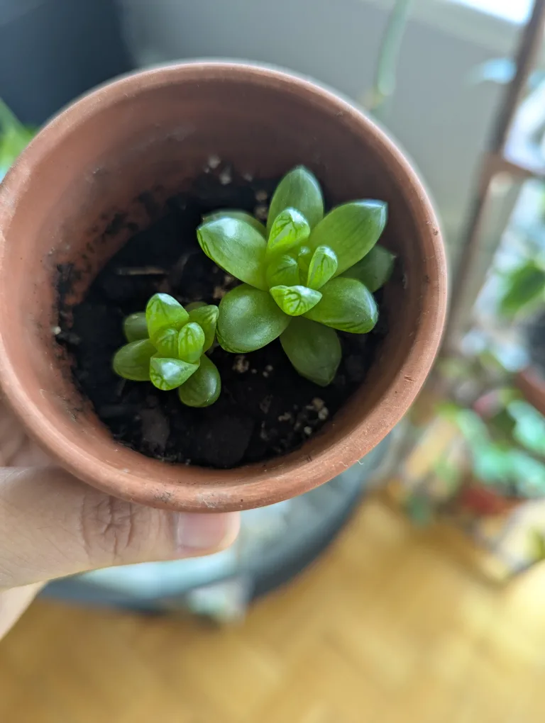 Succulent thumbnail