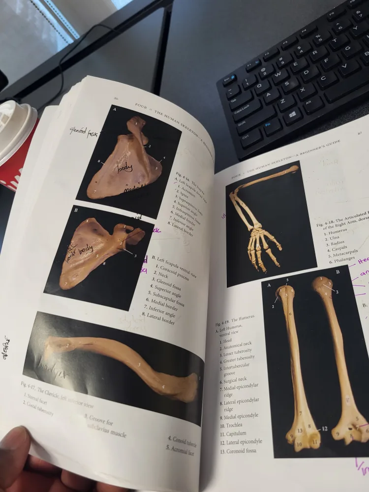Flesh and Bone: Intro to Forensic Anthropology Book image indicator(4)