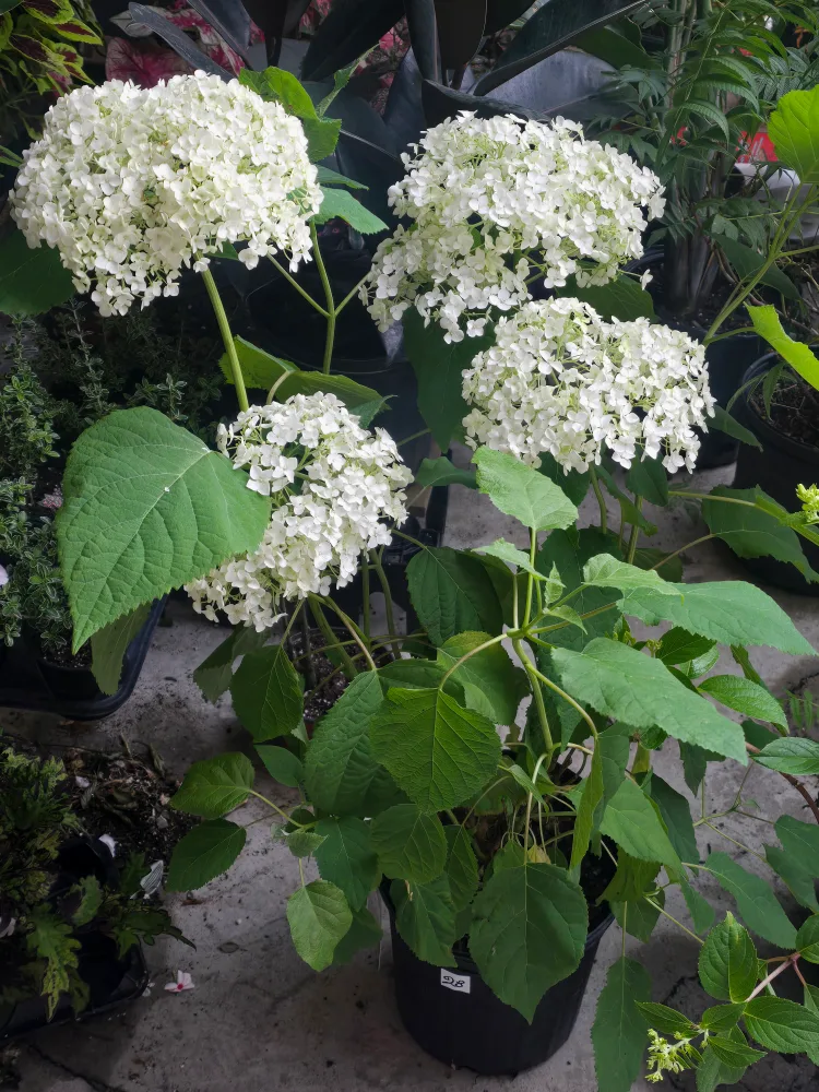 Annabelle hydrangea 2gallon pot image indicator(4)
