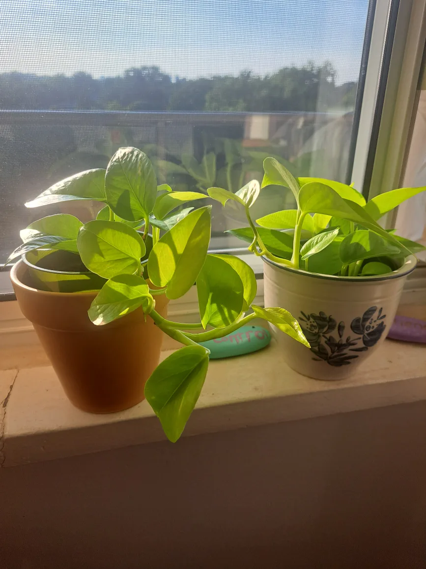 Potted Neon Pothos Plants thumbnail