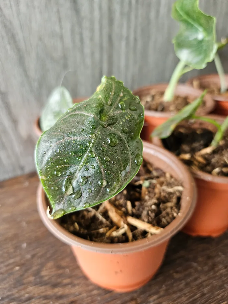 Alocasia Azlanii- red mambo thumbnail