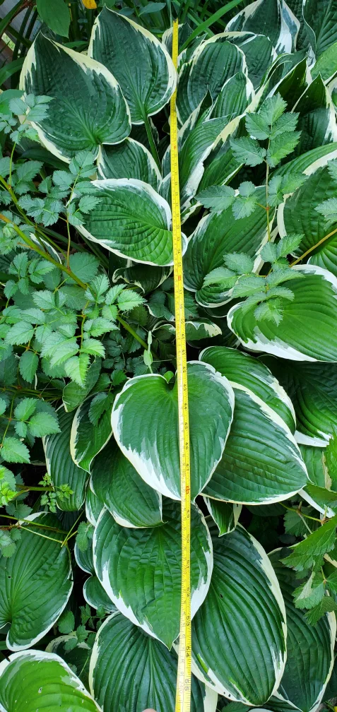 Hosta image indicator(2)