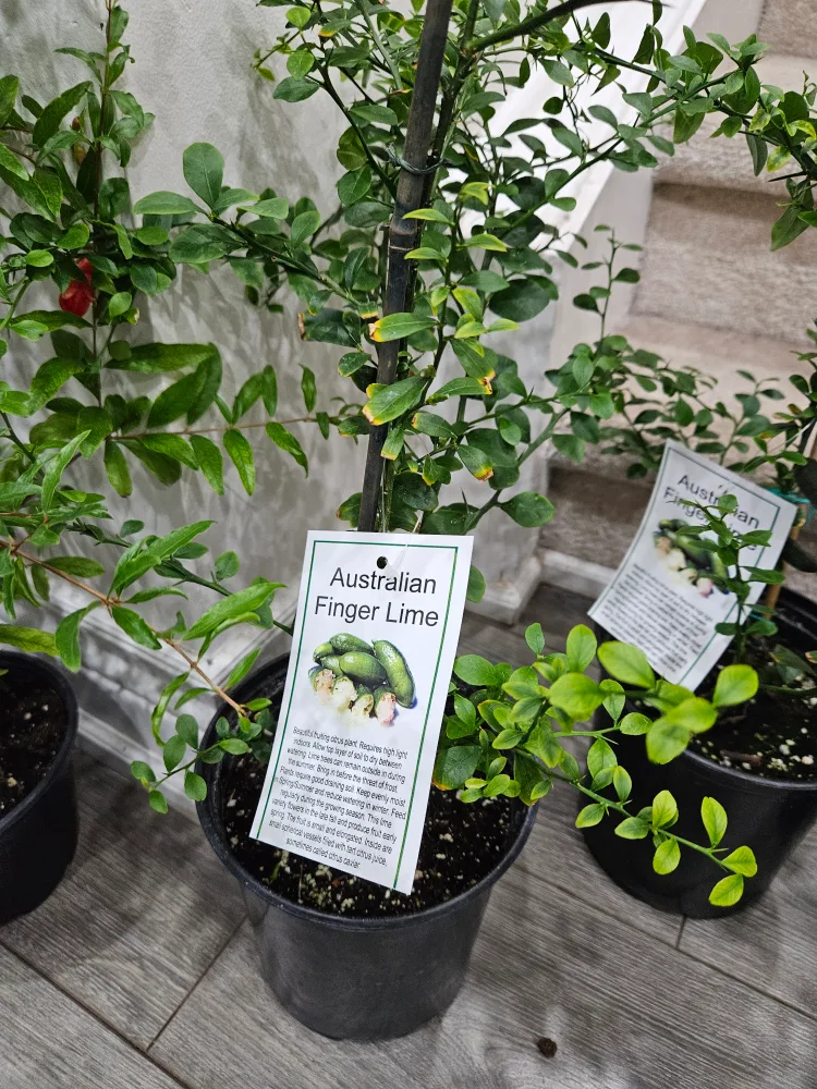 🇨🇦Australian Finger Lime Plant🍁 thumbnail