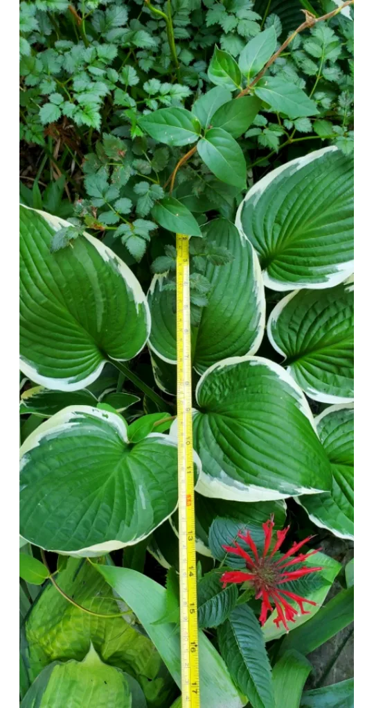 Hosta image indicator(3)