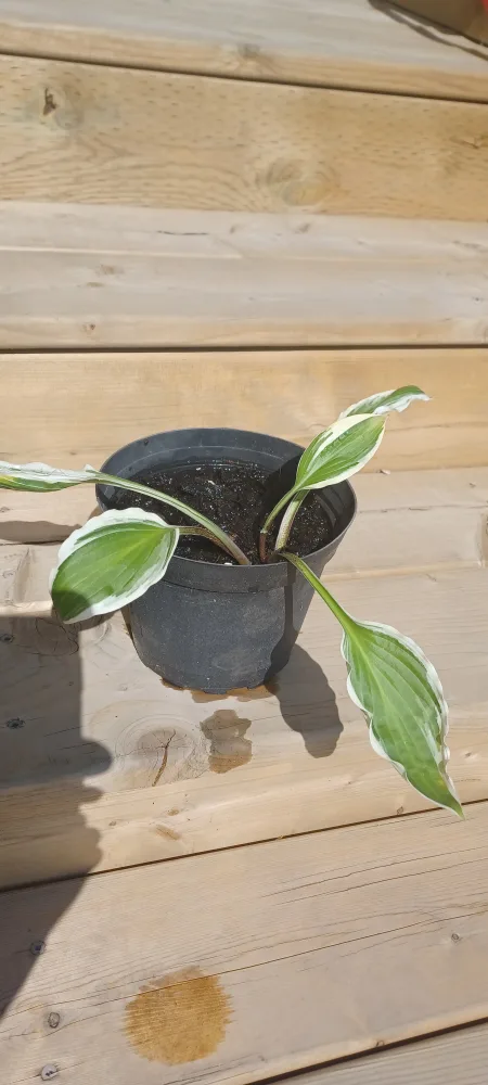 Potted Hosta Plant thumbnail