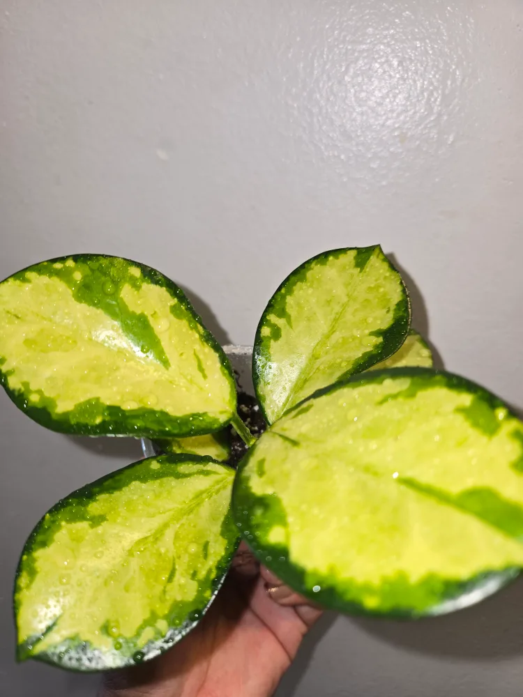 Small >>Hoya AUSTRALIS LISA IN SOIL✨️🌿🌸ROOTED image indicator(6)