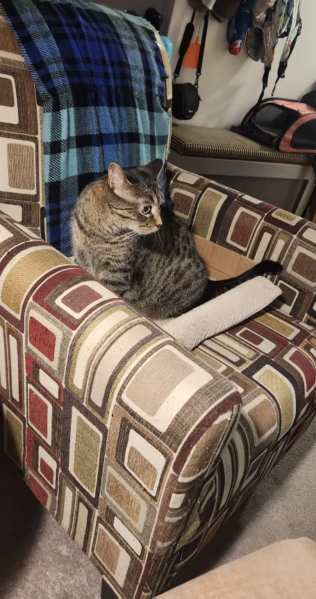 Patterned Armchair × 2 image indicator(5)