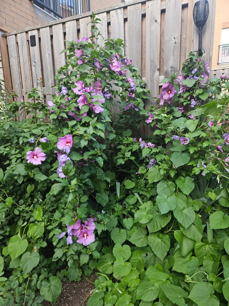 Purple Rose of Sharon image indicator(2)